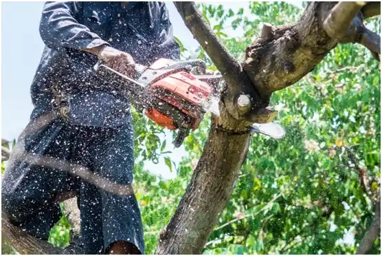 tree services James Town